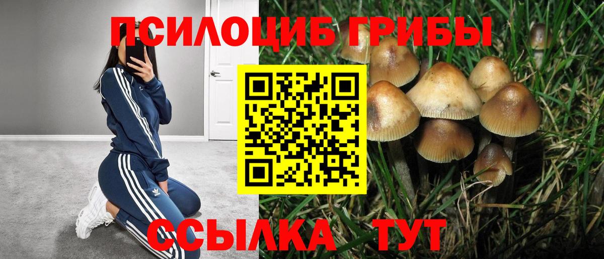 Галлюциногенные грибы прущие грибы  Псилоцибиновые грибы мицелий  Пенза  Вход с VPN 